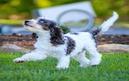 Cavapoo dogs for sale: Timon - Image 5