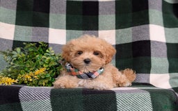 Maltipoo dogs for sale: Eghan Toy Size - Image 4