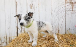 Australian Cattle Dog dogs for sale: Oreo - Image 3