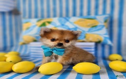 Pomeranian dogs for sale: Simon - Image 1