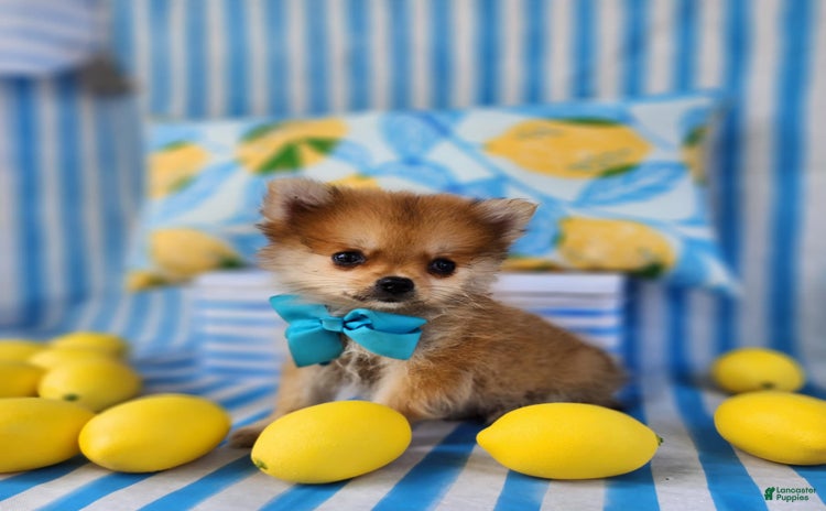 Pomeranian dogs for sale - Ad 4