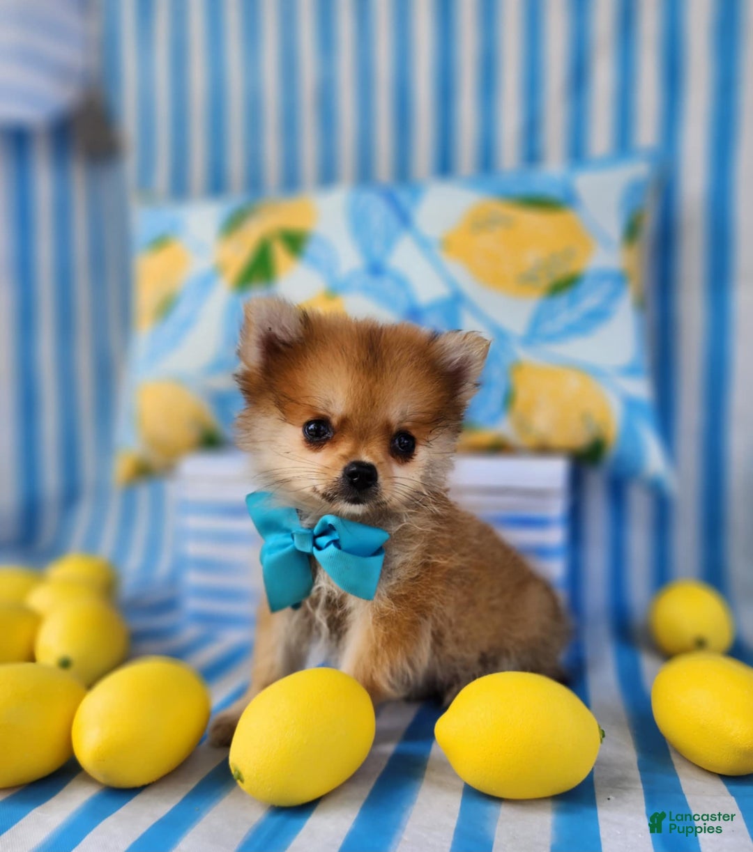 Pomeranian dogs for sale: Simon - Image 1