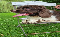 Cocker Spaniel dogs for sale: Benji - Image 11