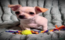 Chihuahua dogs for sale: Brody - Image 9