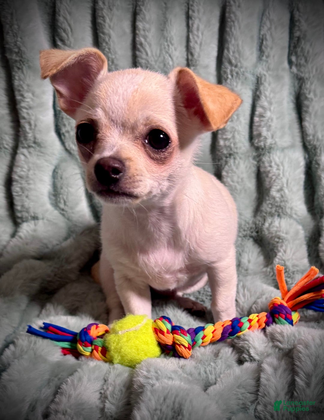 Chihuahua dogs for sale: Brody - Image 9