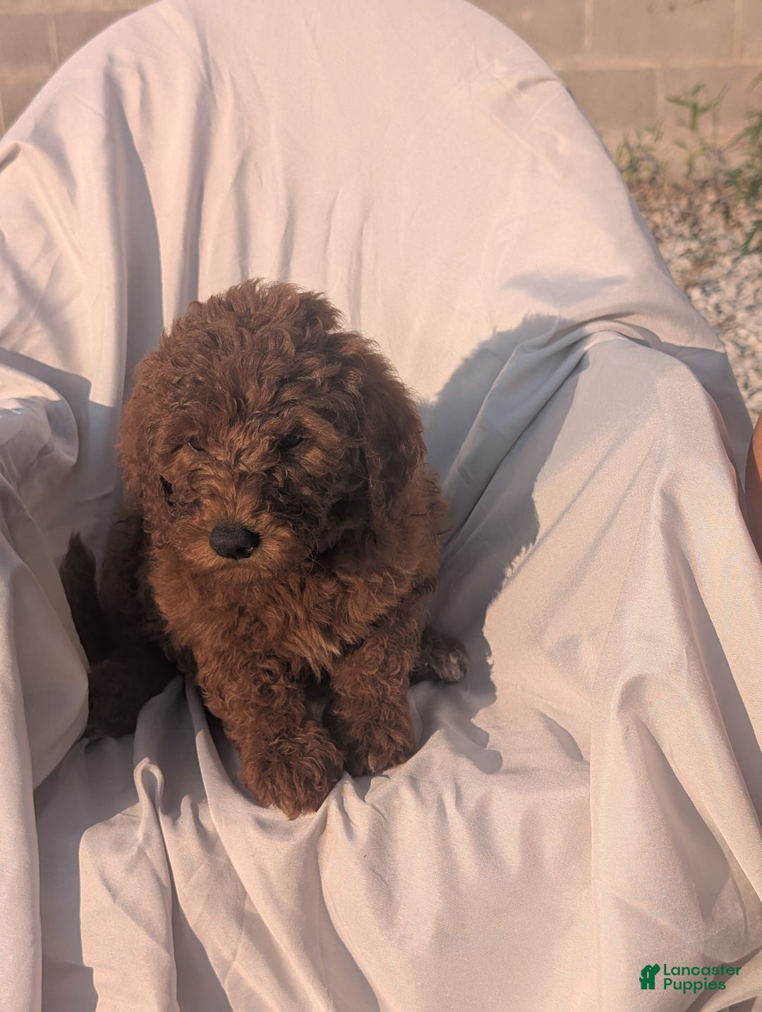 Goldendoodle dogs for sale: Ellie - Image 2