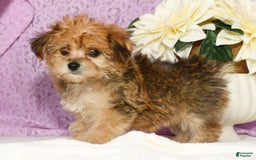 Yochon dogs for sale: Mia - Image 9