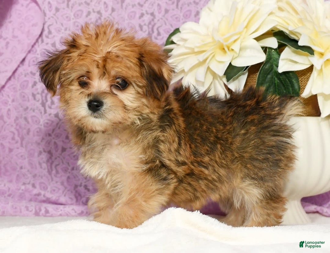 Yochon dogs for sale: Mia - Image 9