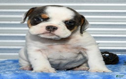 Beabull dogs for sale: Violet - Image 7