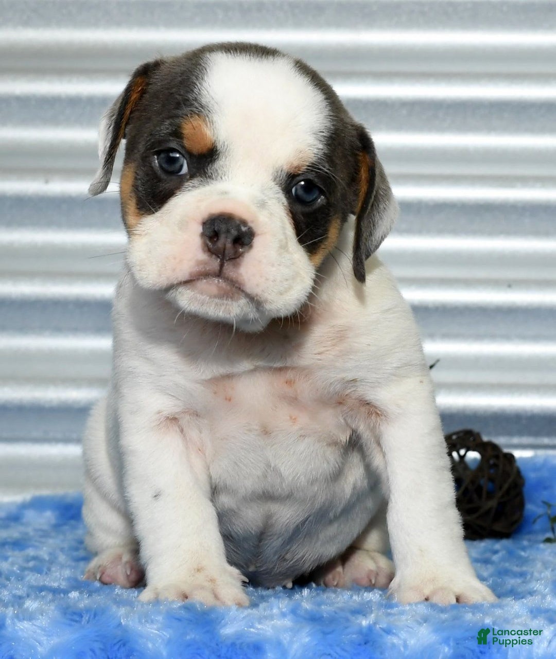 Beabull dogs for sale: Violet - Image 7