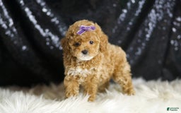 Toy Poodle dogs for sale: Naveen - Image 3