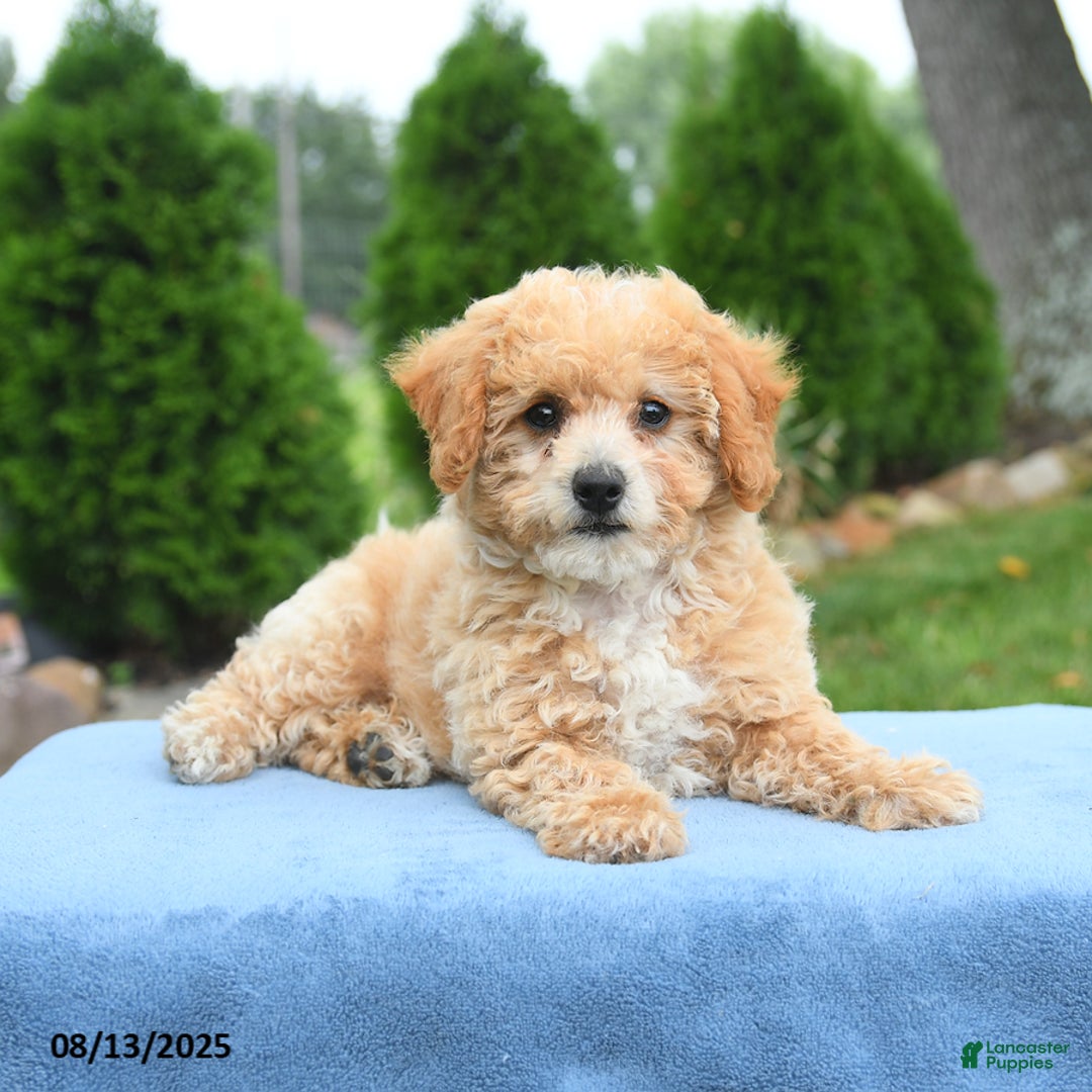 Bichpoo dogs for sale: Apricot - Image 4