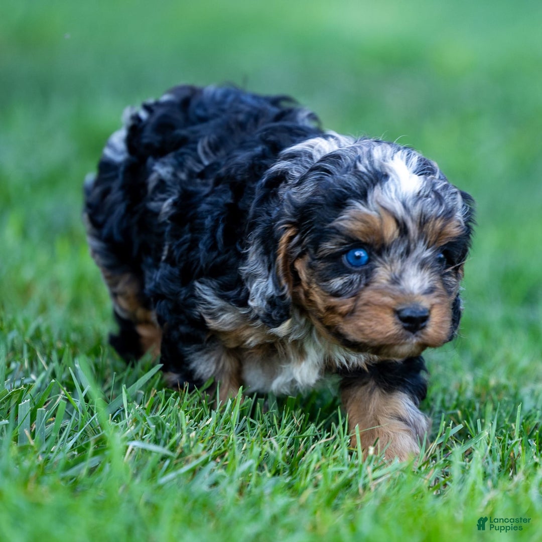Cavapoo dogs for sale: Cavapoo 3 puppies - Image 4
