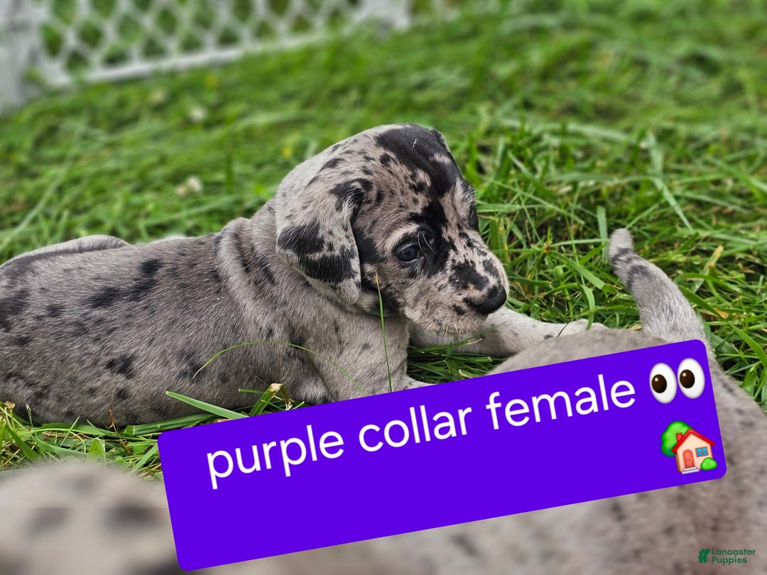 Great Dane dogs for sale: Purple collar - Image 5