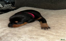 Doberman Pinscher dogs for sale: Pink Collar - Image 2