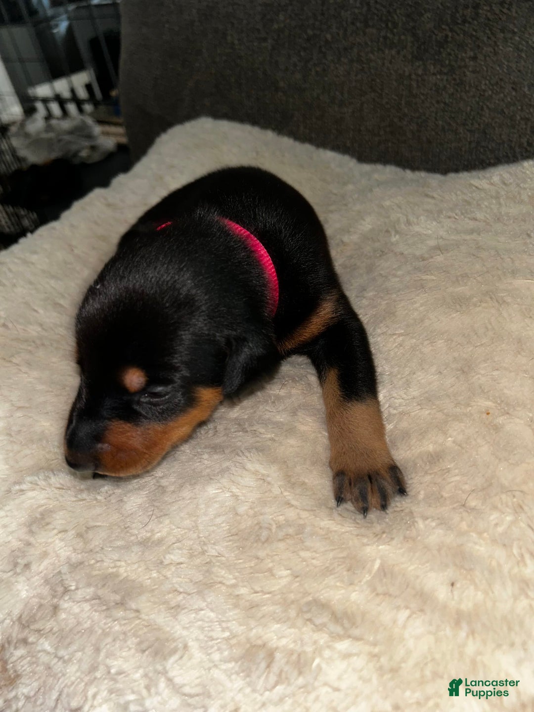 Doberman Pinscher dogs for sale: Pink Collar - Image 2