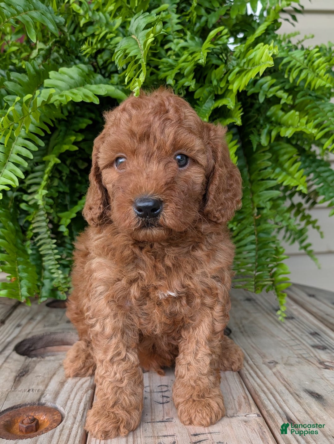 Mini Goldendoodle dogs for sale: Mini -kobe - Image 4