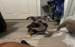 American Bully dogs for sale: Rosey - Image 18