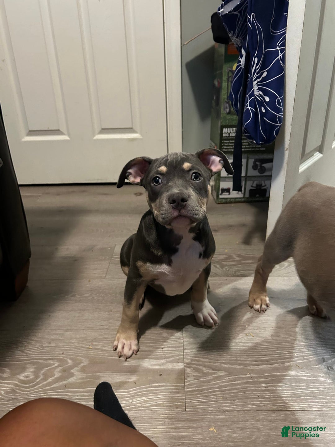 American Bully dogs for sale: Rosey - Image 18