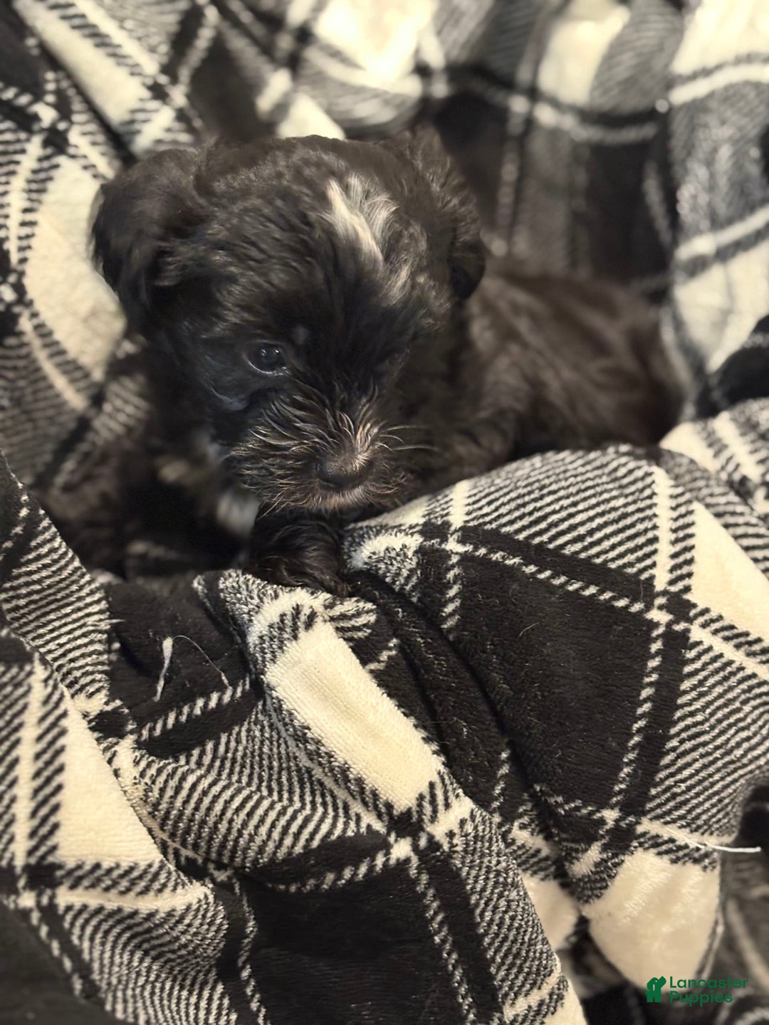 Morkie dogs for sale: Manny - Image 3