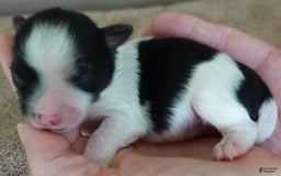 Yorkshire Terrier dogs for sale: Beckham - Image 14