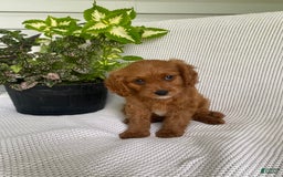 Cavapoo dogs for sale: Moose - Image 6