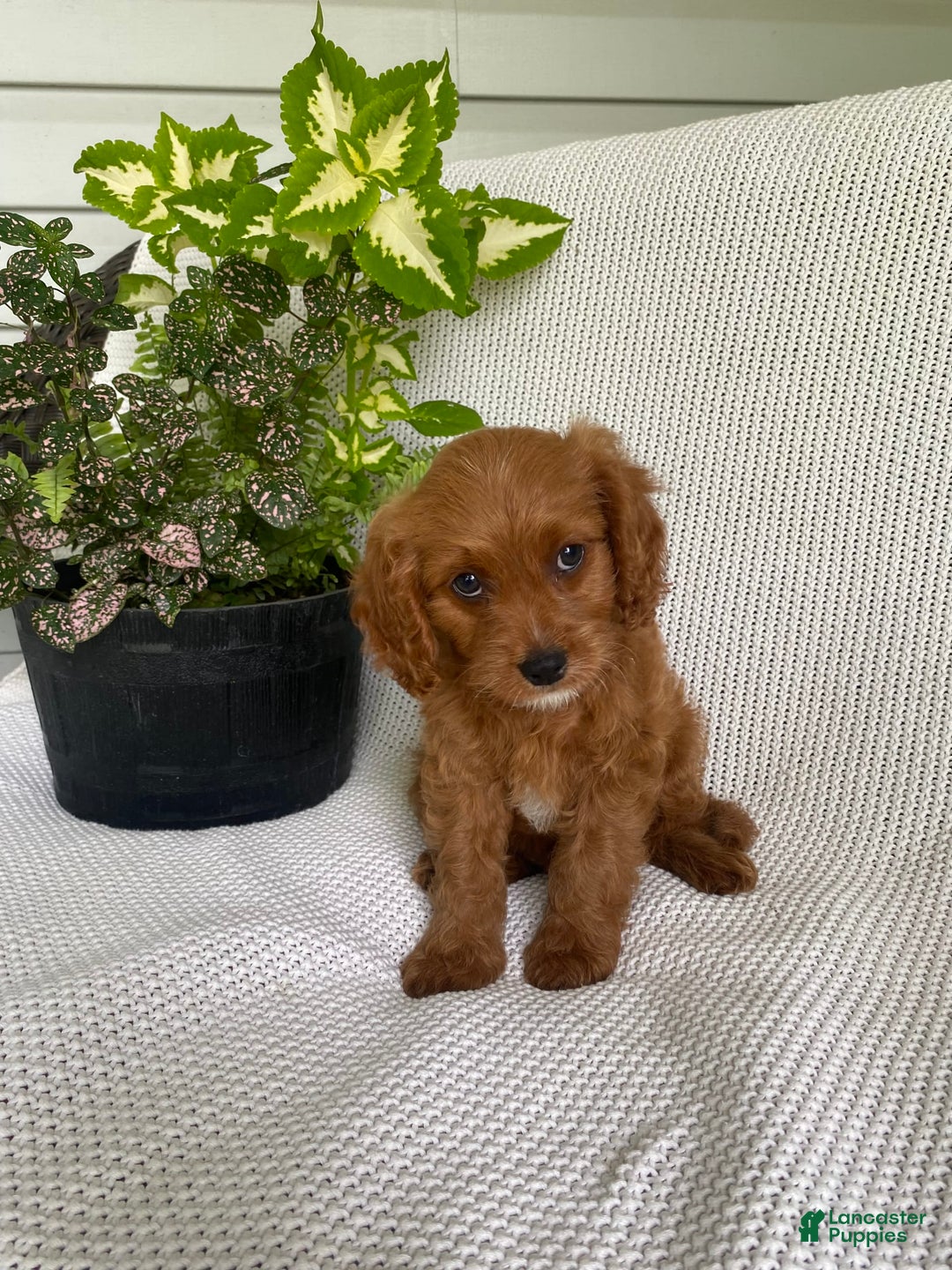 Cavapoo dogs for sale: Moose - Image 6