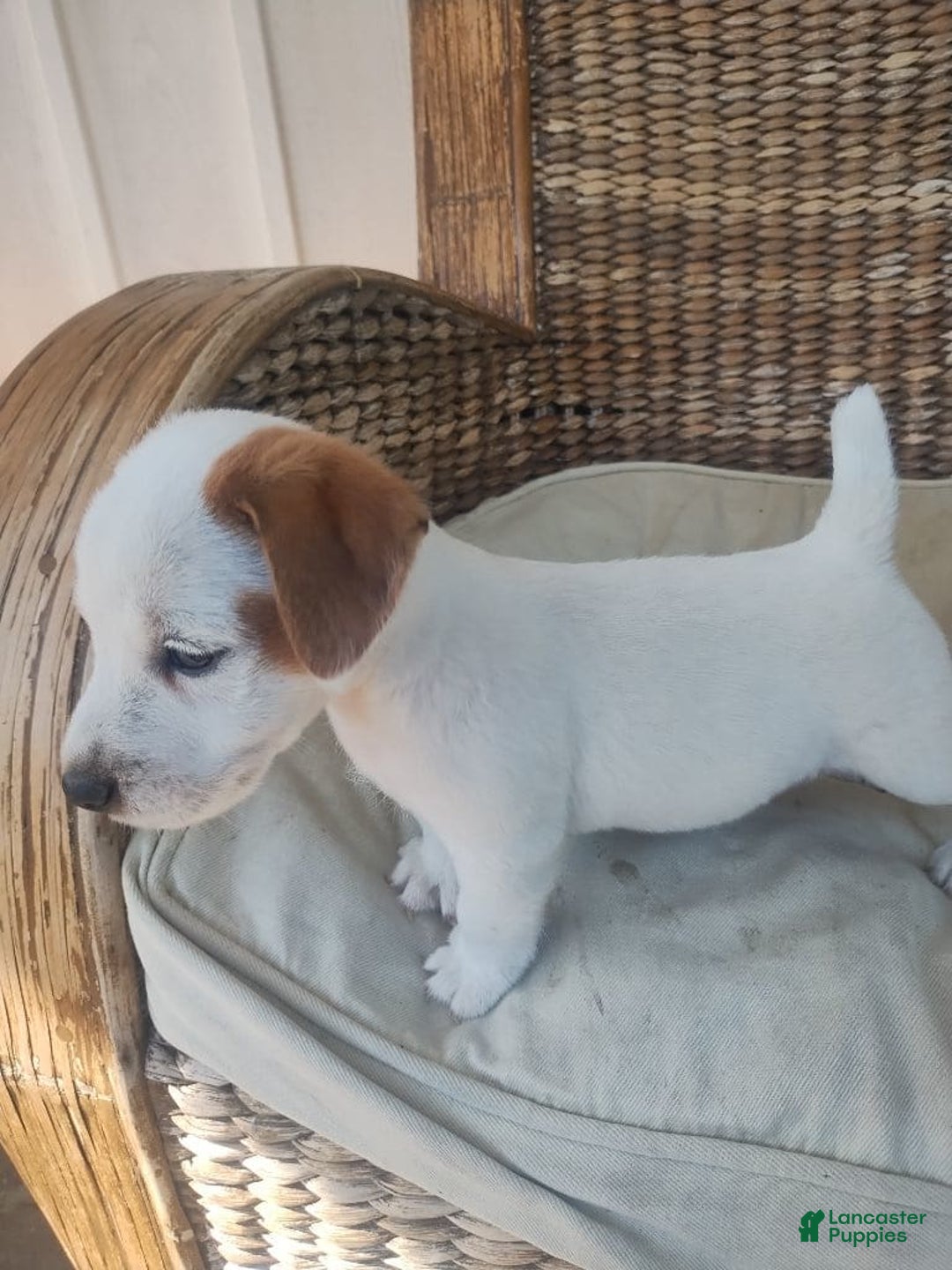 Jack Russell Terrier dogs for sale: Jimmy - Image 3