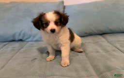 Papillon dogs for sale: Holly sable three - Image 1