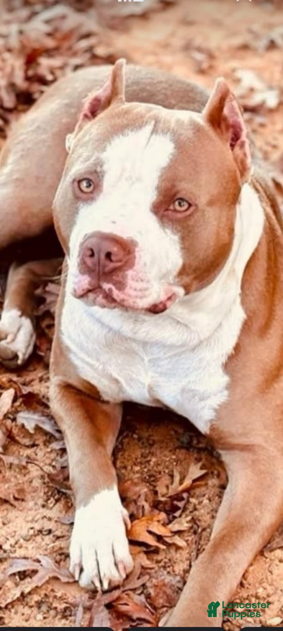 American Pit Bull Terrier dogs for sale: Nyla - Image 9