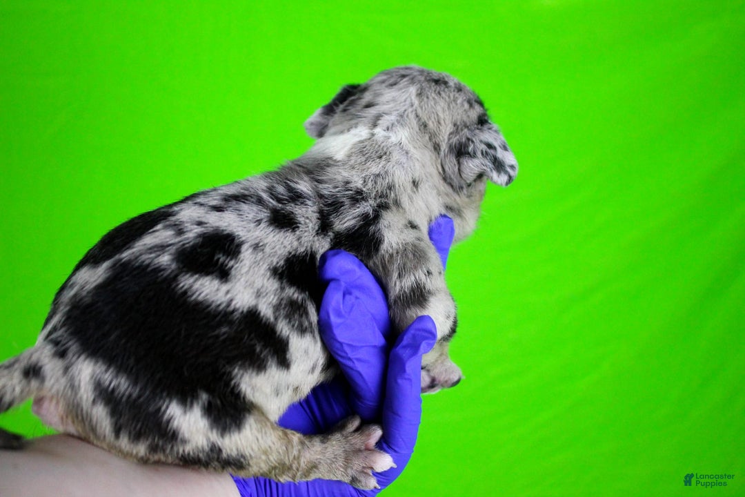 American Bully dogs for sale: Black Merle Female - Image 10