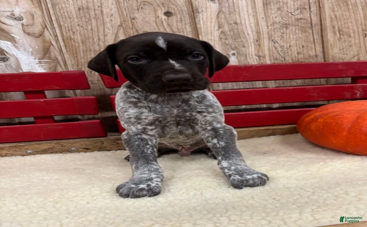 German Shorthaired Pointer dogs for sale - Ad 5