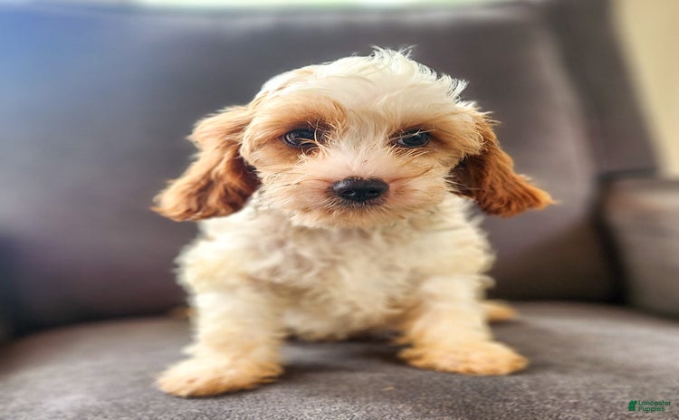 Cavapoo dogs for sale - Ad 1