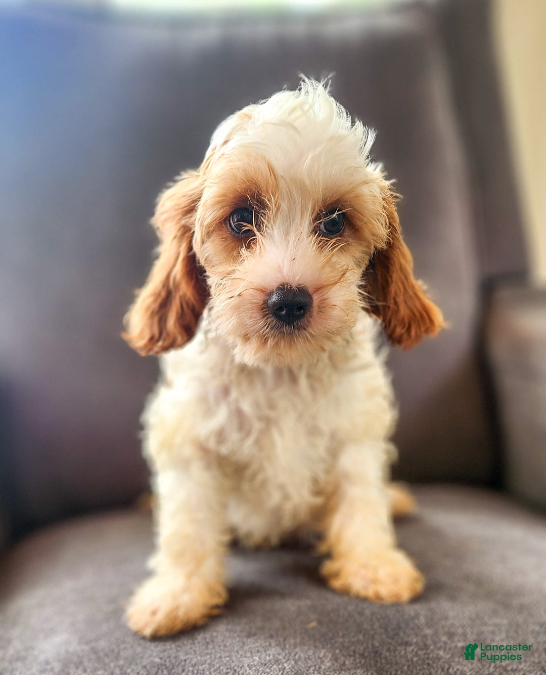 Cavapoo dogs for sale: Charlie - Image 1