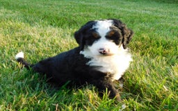 Mini Bernedoodle dogs for sale: Kody - Image 1