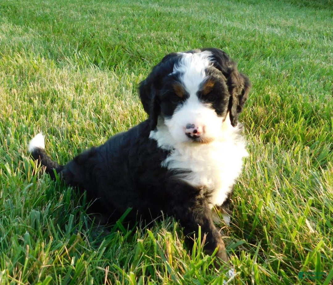 Mini Bernedoodle dogs for sale: Kody - Image 1
