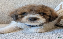 Saint Berdoodles dogs for sale: Massy Mini Saint Berdoodle - Image 4