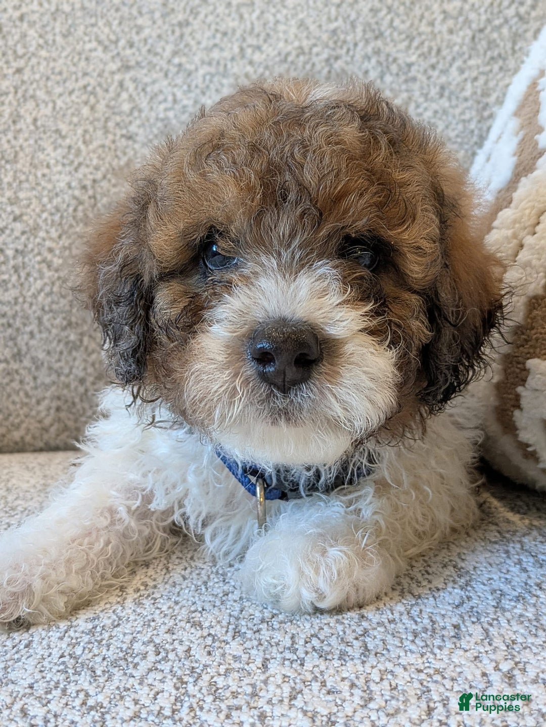 Saint Berdoodles dogs for sale: Massy Mini Saint Berdoodle - Image 4