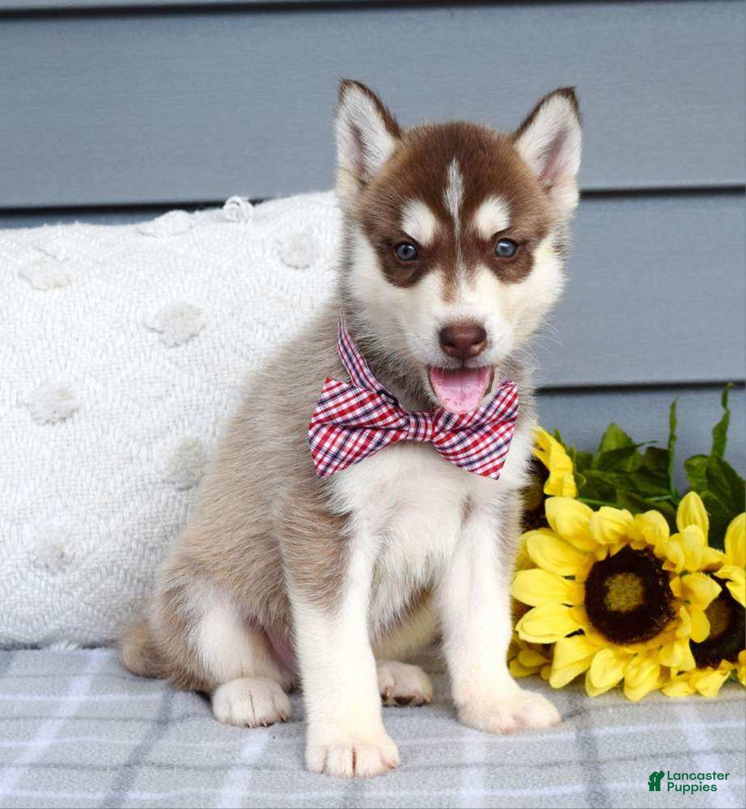 Siberian Husky dogs for sale: Cooper - Image 6