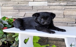 Labrador Retriever dogs for sale: Tessa - Image 4