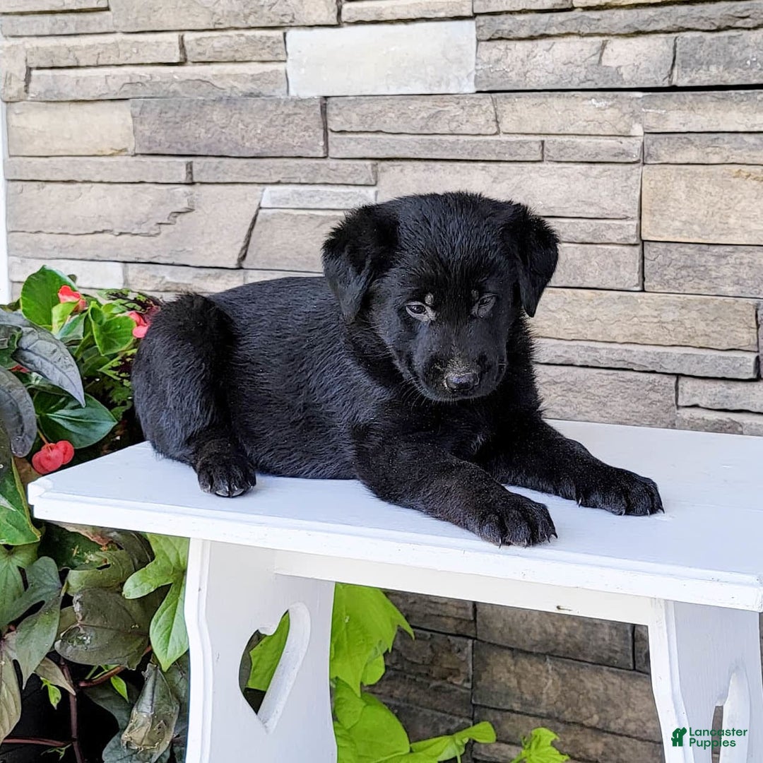 Labrador Retriever dogs for sale: Tessa - Image 4