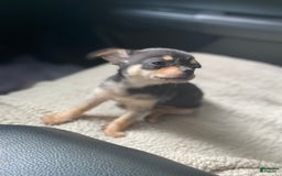 Chihuahua dogs for sale: Benny - Image 4
