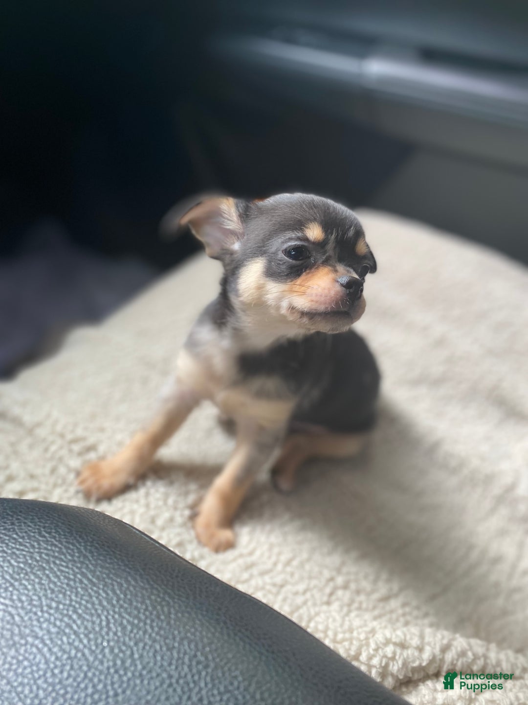 Chihuahua dogs for sale: Benny - Image 4