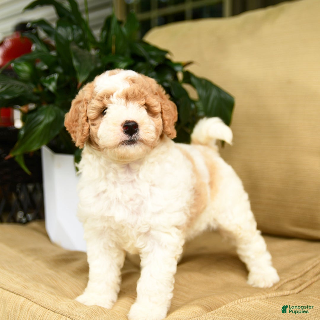 Mini Goldendoodle dogs for sale: Heidi - Image 5