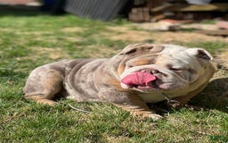English Bulldog dogs for stud: Dart - Image 9