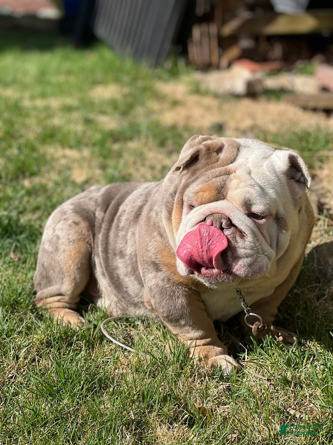English Bulldog dogs for stud: Dart - Image 9
