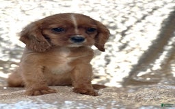 Cavalier King Charles Spaniel dogs for sale: Percy - Image 3