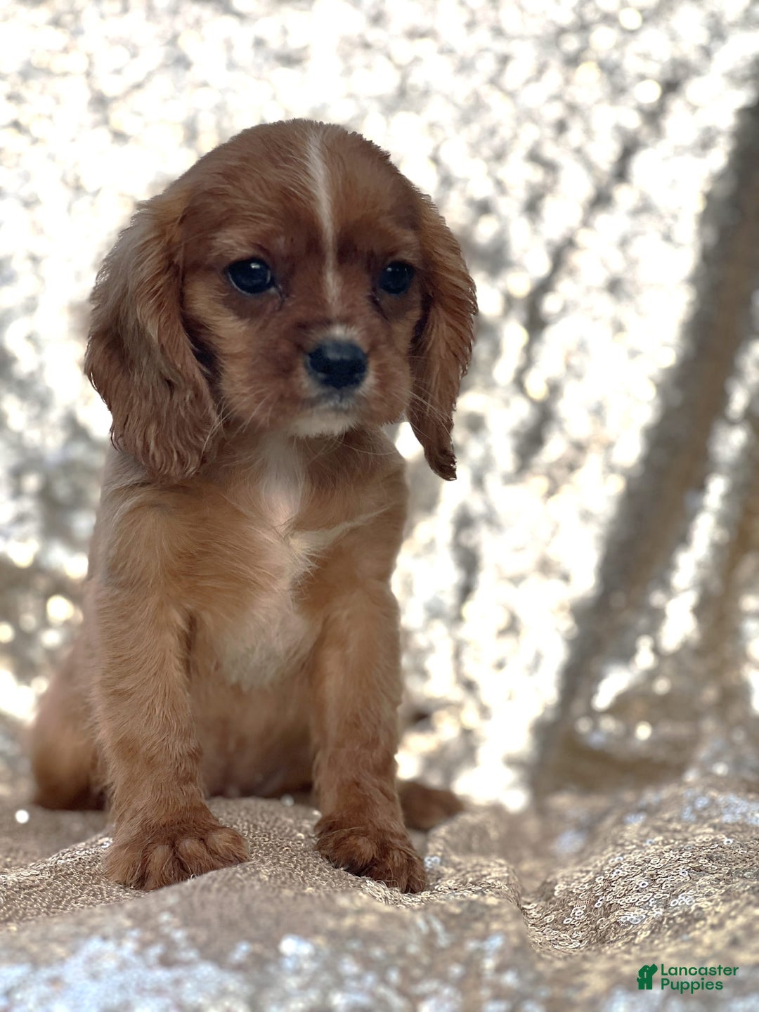 Cavalier King Charles Spaniel dogs for sale: Percy - Image 3