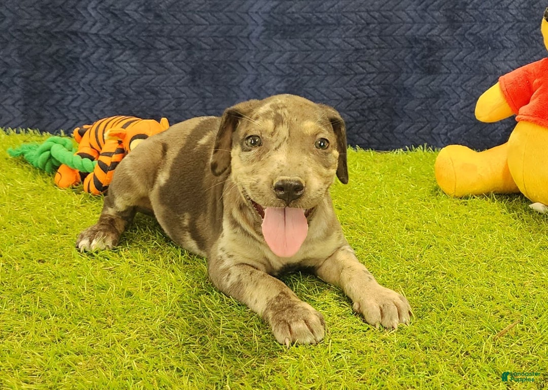 Catahoula Leopard Dog dogs for sale: Duchess 2025 Female 6 - Image 17