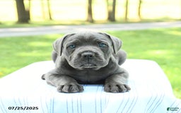 Cane Corso dogs for sale: Sparrow - Image 3